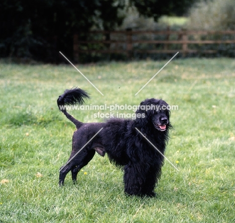 portuguese water dog standing on grass