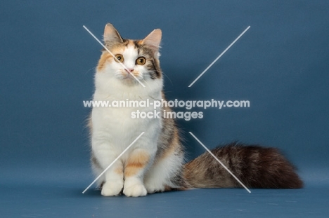 Brown Classic Torbie & White Munchkin sitting down