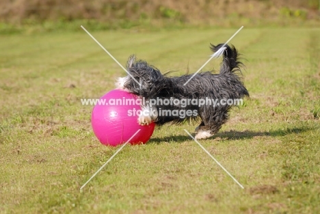 Bearded Collie playing with big ball
