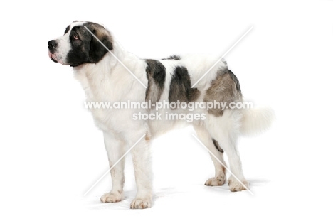 White and Gray Pyrenean Mastiff side view