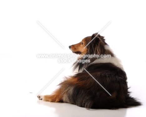 Shetland Sheepdog (sheltie)