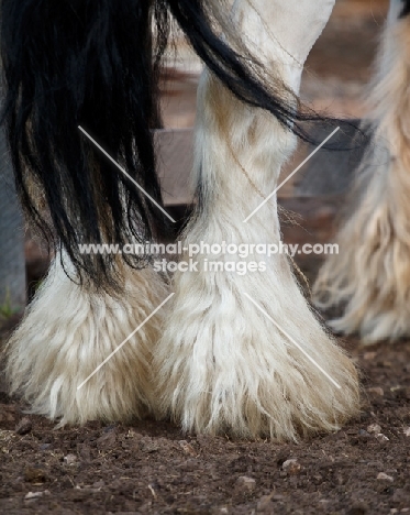 Gypsy Vanner feathered hoofs