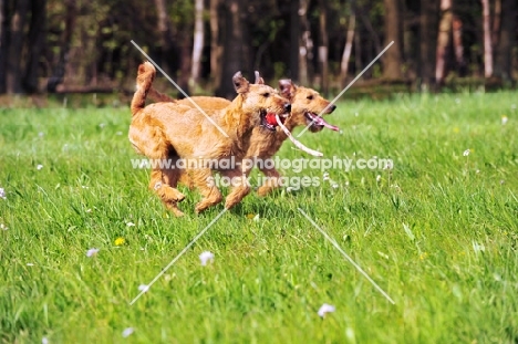 Irish Terrier pair playing 
