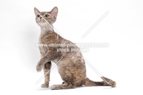 Devon Rex, Blue Mackerel Torbie, looking up, one leg up