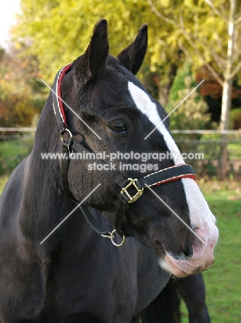 Cob wearing halter