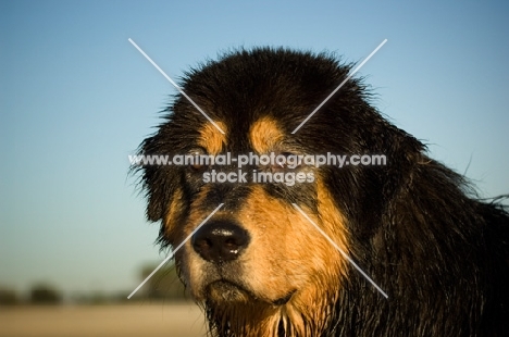 Tibetan Mastiff head study