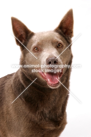 champion Australian Kelpie portrait, fawn colour