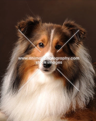 Shetland Sheepdog (sheltie)