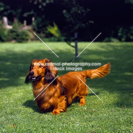 long haired dachshund standing in a garden