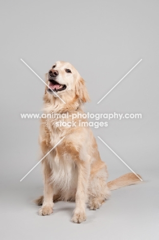 Golden Retriever sitting on gray studio background, smiling.