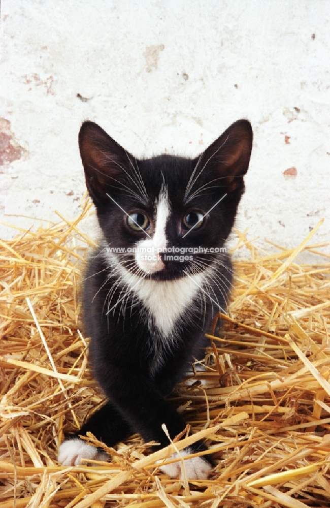 black and white Household kitten on straw
