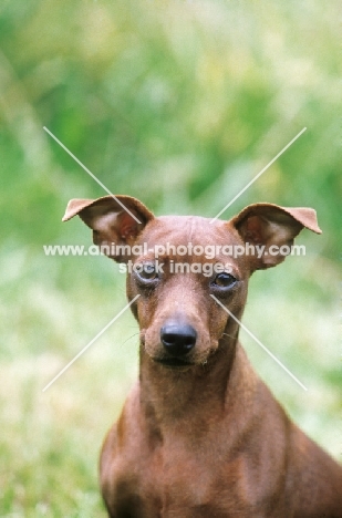 Champion Miniature Pinscher portrait