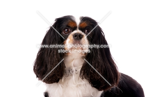 black, brown and white King Charles Spaniel isolated on a white background