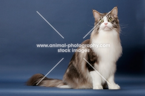 Silver Classic Tabby & White Maine Coon