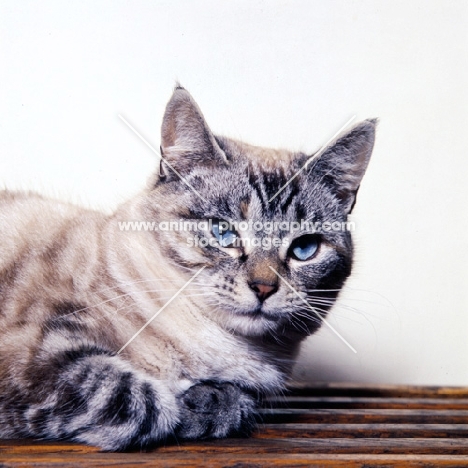 non pedigree silver tabby cat