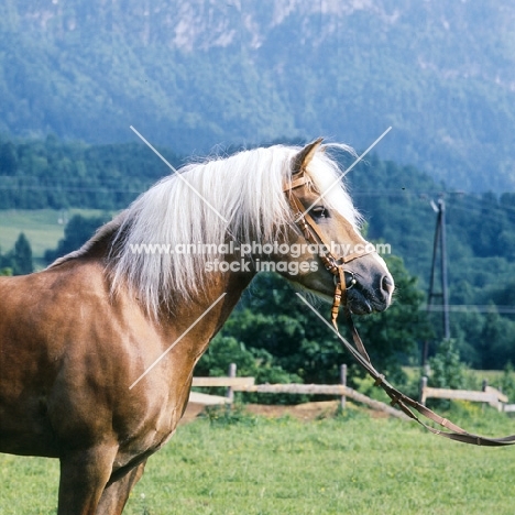 Afghan head and shoulders of famous Haflinger stallion