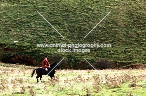 horse and rider on exmoor with exmoor foxhounds