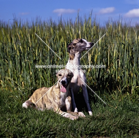  ch nutshell of nevedith and friend, two whippets lying and sitting 