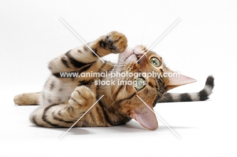Brown Spotted Tabby Bengal on white background, playful