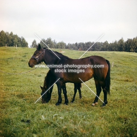 zhmud mare and foal