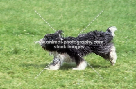bearded collie galloping hind legs in air