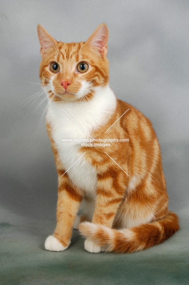 ginger and white cat