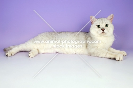 tipped british shorthair cat, lying down