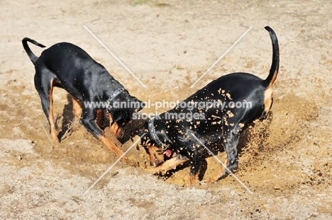 two German Pinschers digging, (Deutscher Pinscher)