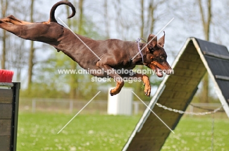 Dobermann jumping through air