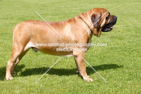 Mastiff posed