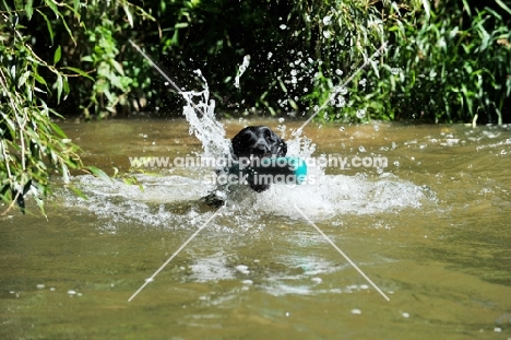 Flat Coated Retriever retrieving dummy from water