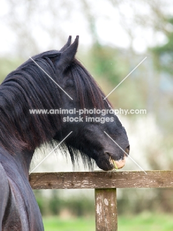 Shire horse looking over fence