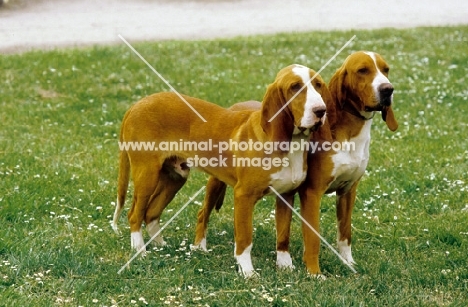 two Spanish Hounds (aka sabueso espanol)