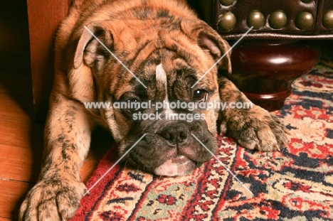 Bulldog on carpet