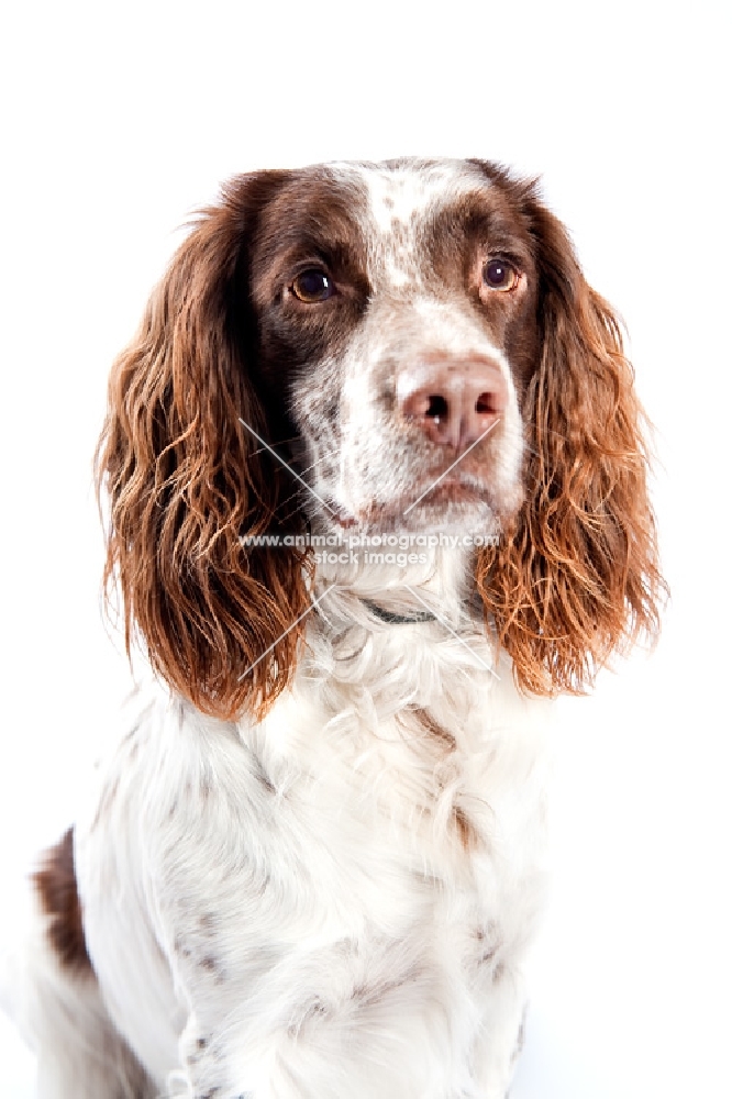 Studio Head shot of a Springer Spaniel.