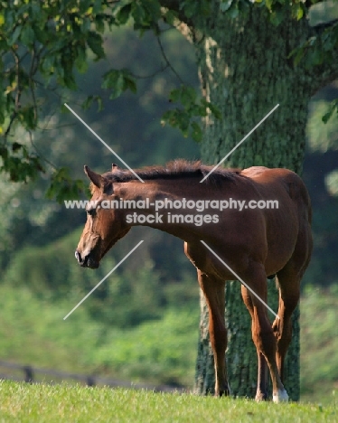 young Holstein horse