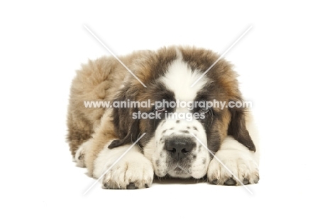 Saint Bernard puppy lying down on white background