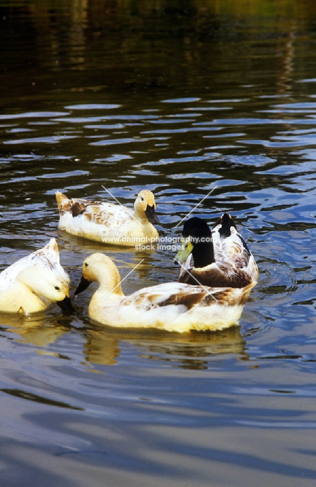 four welsh harlequin ducks