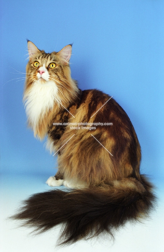 Classic Tabby and White Maine Coon, sitting down