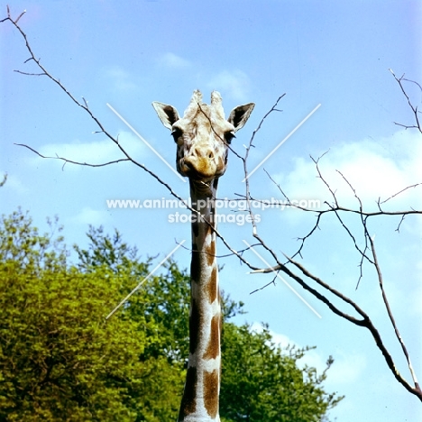 giraffe looking at camera