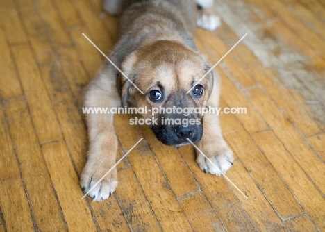 Mixed breed puppy lying on hardwood floor.