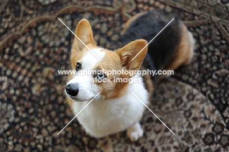 Tricolor Pembroke Corgi sitting on rug indoors.