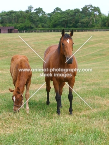 Thoroughbred mare and foal