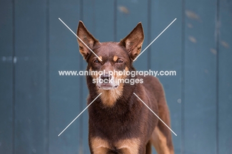 Kelpie 