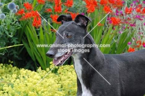 black greyhound, ex racer, amongst flowers, all photographer's profit from this image go to greyhound charities and rescue organisations