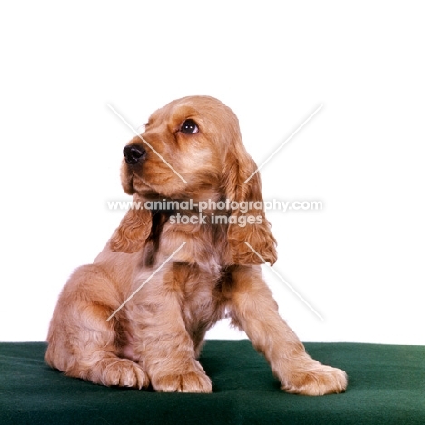 english cocker spaniel puppy sitting