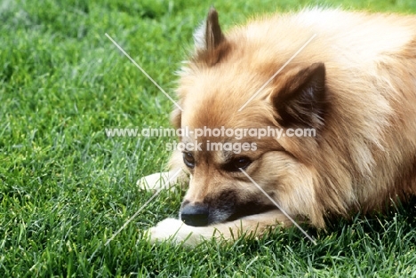 iceland dog nibbling paw