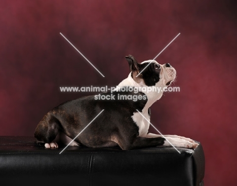 young Boston Terrier puppy in studio