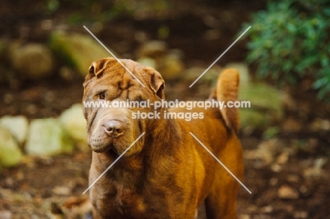 brown Shar Pei