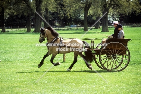 driving, welsh cob, comet, and carriage
